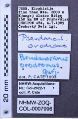 Etiketten zu Pseudanostirus orodromus (NHMW-ZOO-COL-0007996)